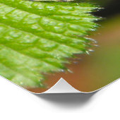 Poster Papillon en bois moucheté (Coin)