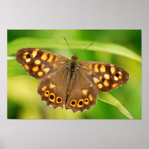 Poster Papillon en bois moucheté