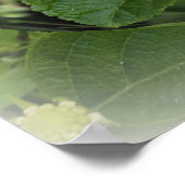 Poster papillon en cercle (Coin)