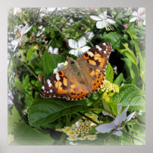 Poster papillon en cercle