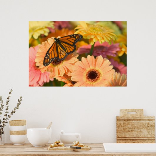 Poster Papillon en deuil (Cuisine)