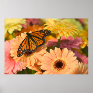 Poster Papillon en deuil