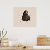 Poster Papillon en deuil ~ imprimer (Cuisine)