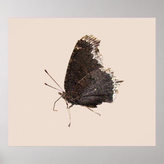 Poster Papillon en deuil ~ imprimer (Devant)