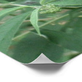 Poster Papillon en mouvement Poster/Imprimer Bordé (Coin)