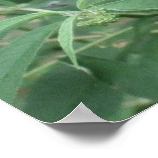 Poster Papillon en mouvement Poster/Imprimer Bordé (Coin)