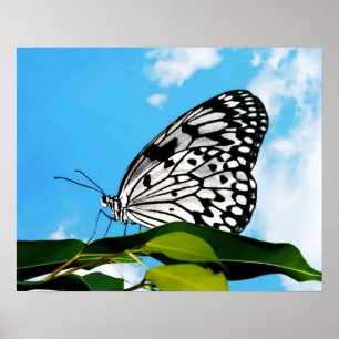 Poster Papillon et ciel