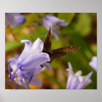 Papillon et cloches bleues