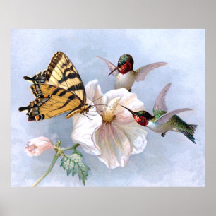 Poster Papillon et colibri