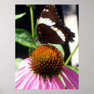 Poster Papillon et Echinecea 92