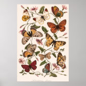 Poster Papillon et papillon de Paul Gervais (Devant)