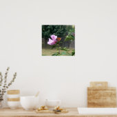 Poster Papillon et Rose de Sharon (Cuisine)