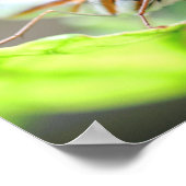 Poster Papillon face haut (Coin)