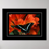 Poster Papillon/Fleurs (Devant)