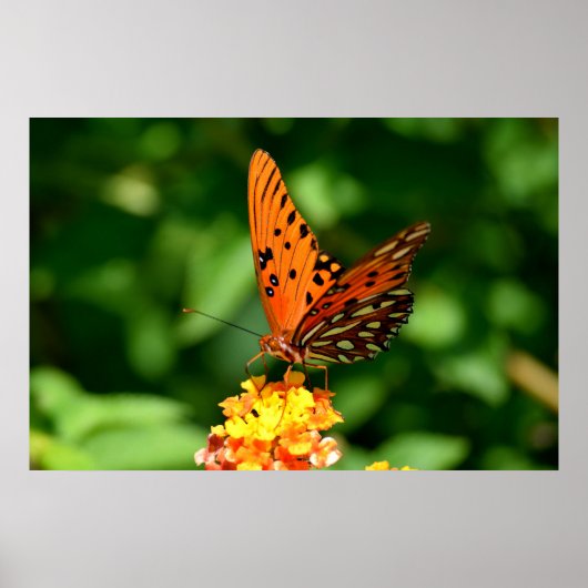 Poster Papillon fritillaire du Golfe (Devant)