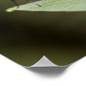 Poster Papillon galvanisé sur une feuille (Coin)