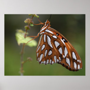 Poster Papillon Golfe Fritillaire Passion Orange tacheté