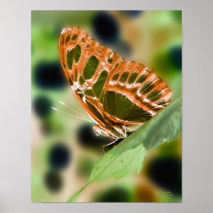 Poster Papillon illuminé Nature Imprimer