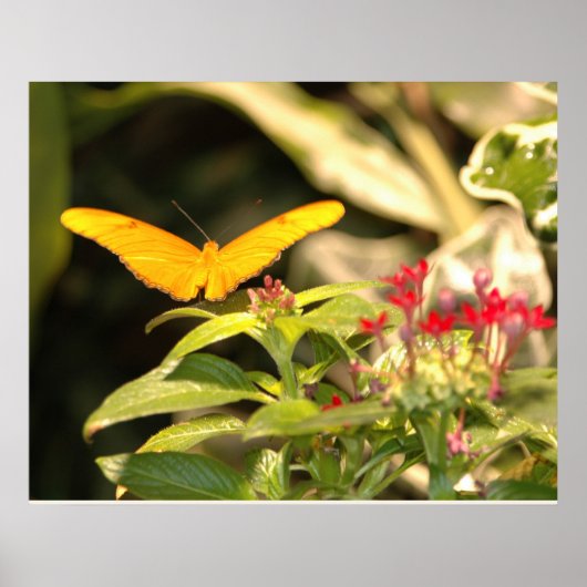 Poster Papillon jaune (Devant)