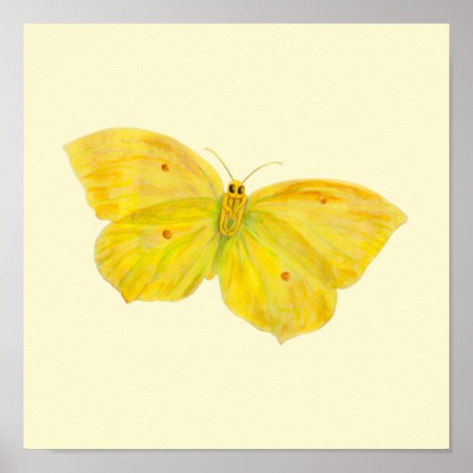 Poster Papillon jaune Citron commun en vol (Devant)