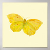 Poster Papillon jaune Citron volant (Devant)