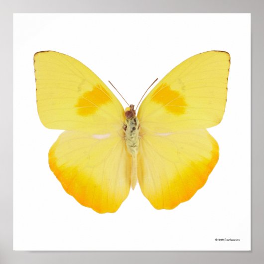 Poster Papillon jaune de basse commune (Devant)