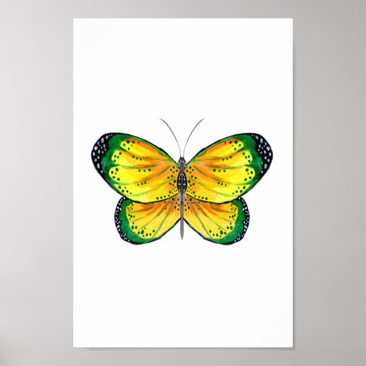 Poster Papillon jaune et vert (Devant)