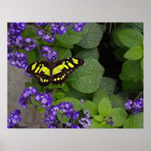 Poster Papillon jaune sur la copie violette de fleurs