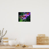 Poster Papillon Lady Peint Sur Fleur Aster Sauvage (Cuisine)