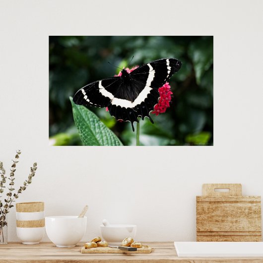 Poster Papillon Lolipop Print (Cuisine)