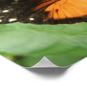 Poster Papillon long tigre (Coin)