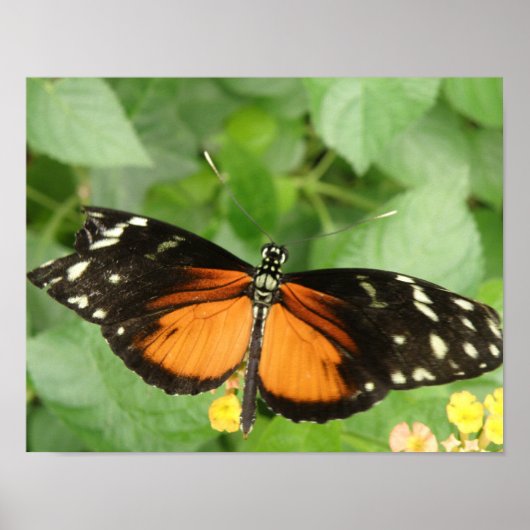 Poster Papillon long tigre (Devant)