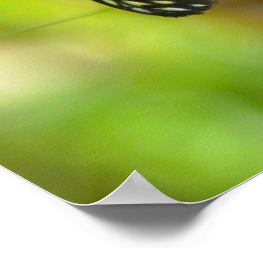 Poster Papillon long tigre (Coin)