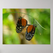 Poster Papillon long tigre (Devant)