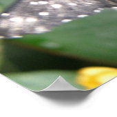 Poster Papillon long tigre (Coin)