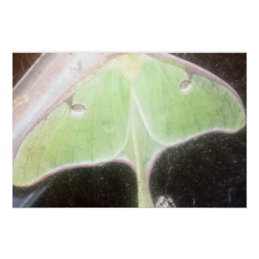 Poster Papillon lune en gros plan (Devant)