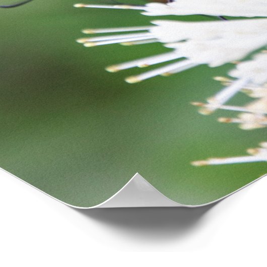 Poster Papillon Magic Wall Art (Coin)