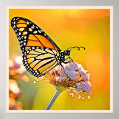 Poster Papillon Majestic Gros plan (Devant)