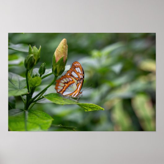 Poster papillon malachite (Devant)
