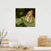 Poster Papillon malachite perché sur une feuille (Cuisine)