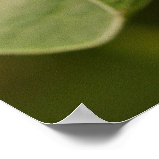 Poster Papillon malachite perché sur une feuille (Coin)