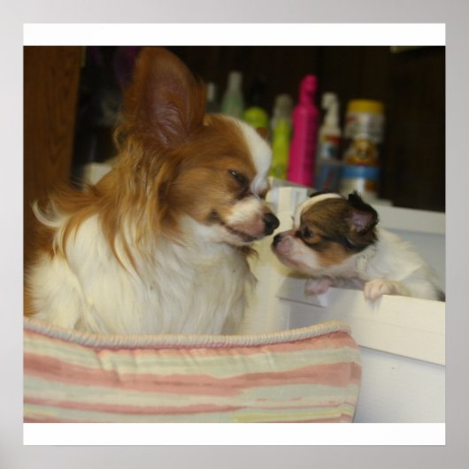 Poster Papillon maman et bébé (Devant)
