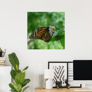 Poster Papillon Monarch ailé sur Fleur