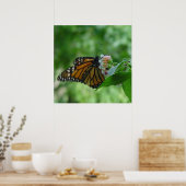 Poster Papillon Monarch ailé sur Fleur (Cuisine)
