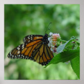 Poster Papillon Monarch ailé sur Fleur (Devant)