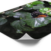Poster Papillon monarque (Coin)