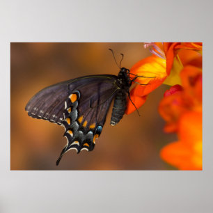 Poster Papillon monarque
