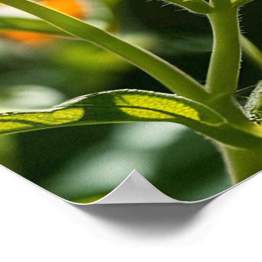 Poster Papillon monarque (Coin)