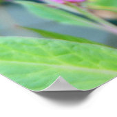 Poster Papillon monarque (Coin)