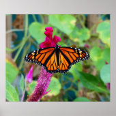 Poster Papillon monarque (Devant)
